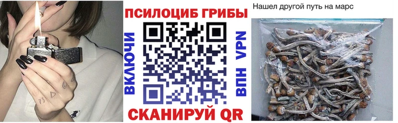Купить  Верхняя Пышма  Галлюциногенные грибы Psilocybe 